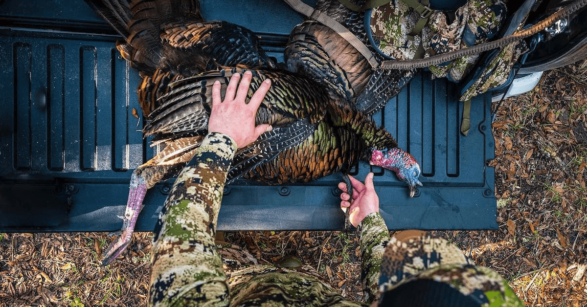 Featured Image for The Wild Turkey Population Is in Decline — Why and What Can Landowners Do About It?